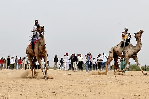 World Camel Day in Rajasthan